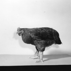 Chicken from Dr. Cox research