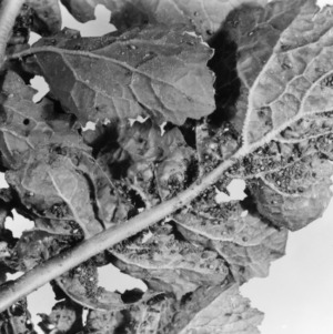 Study on turnips and foliage with vegetable weevil