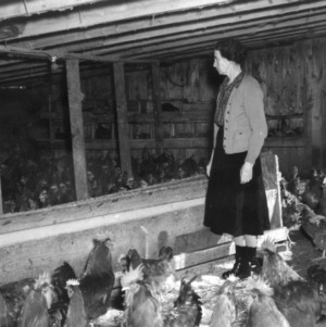 Woman in poultry house