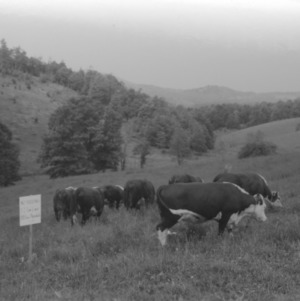 Cattle on Mountain Experiment Station