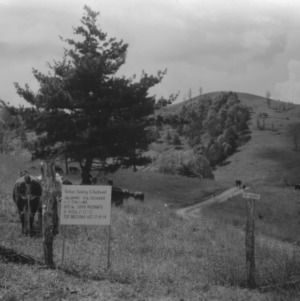 Cattle on Mountain Experiment Station