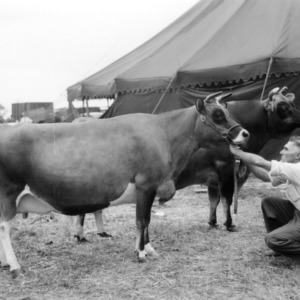 Men with bulls at NC State Fair