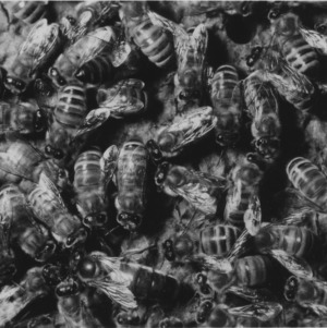 Beekeeping--shipment of queen bees on board