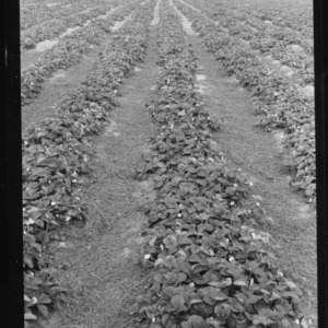 Strawberry field at Faison Agricultural Experiment Station