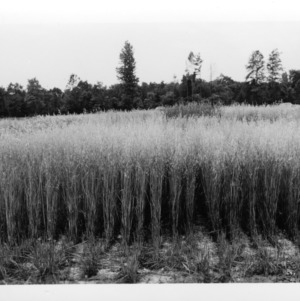 Small grain, Field day, plots
