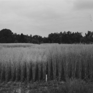 Small grain, Field day, plots