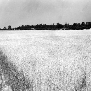 Atlas 66 Wheat on Dwight Roland's Farm