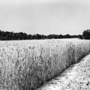 Atlas 66 Wheat on Dwight Roland's Farm