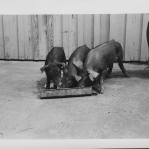 Pigs at experiment farm
