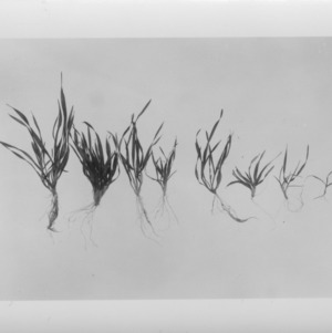 Small grain plots and leaves