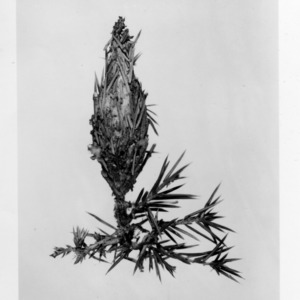 Bagworm: Insect cocoon on cedar twig