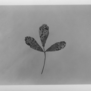 Alfalfa plant