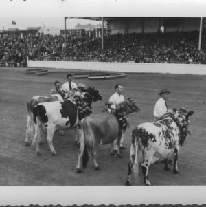 Cattle--State Fair Crowning--Winner of Milking Contest