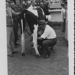 Cattle--State Fair Crowning--Winner of Milking Contest
