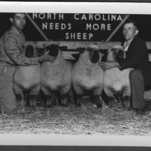 Sheep--State Fair