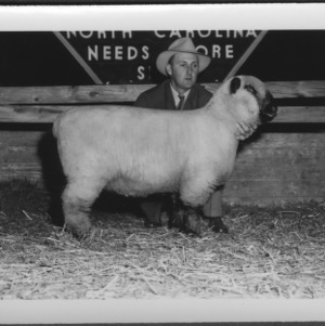 Sheep--State Fair