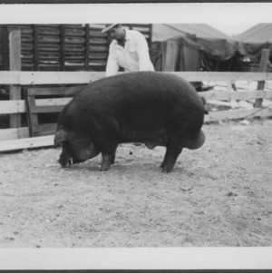 Swine--State Fair