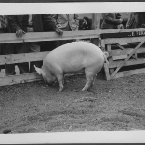 Swine--State Fair