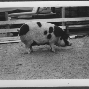 Swine at NC State Fair
