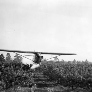 Airplane Dusting Peach Trees