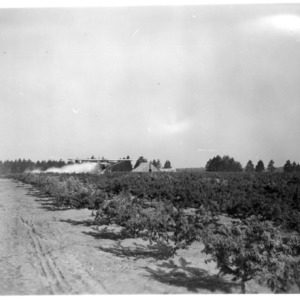 Airplane Dusting Peach Trees