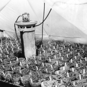 Alfalfa--Winter 1950-1951; Alfalfa seedlings invented with Sclerotinia trifoliorum