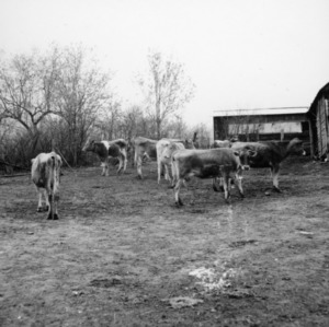 Demonstration Farms: Clay, Blankenship, Cherokee, Stiles