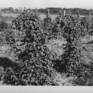 Vines at Experiment Station farm