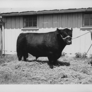 Angus and Hertford Bulls at farm