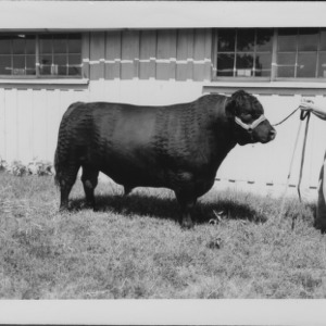 Angus and Hertford Bulls at farm