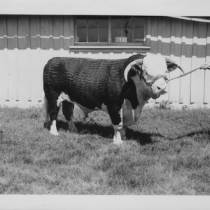Angus and Hertford Bulls at farm