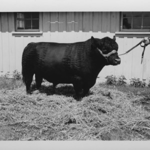 Angus and Hertford Bulls at farm