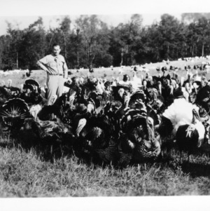 Range Rearing- Paul Mamas, Sumpter, NC, September, 1947