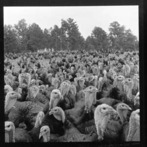 A large gathering of turkeys