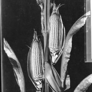 Single Stock of Hybrid Corn with Ears Exposed