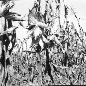 Hybrid Corn in Field with Ears Exposed