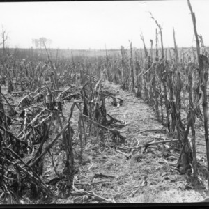 Hybrid Corn Stocks Standing in Field, One Resistant to Lodging and the Other Subceptable