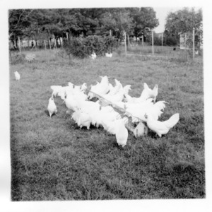 White chickens on Poultry Farm