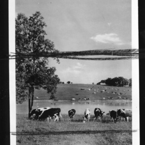Cows in front of pond on farm