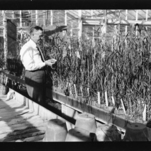 Small grain plots, McCullar's and greenhouse breeding program