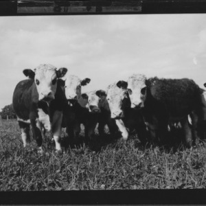 Beef Cattle on Pasture Statesville Test Farm