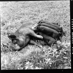 Piglets nursing from sow