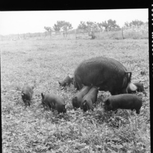 Pig and piglets in field