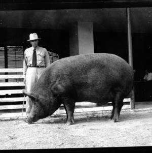 Elmer Daniel of Spring Hope and Tamworth Boar--Pictures of Tamworth hog for show, September 1953, State Fair Coliseum