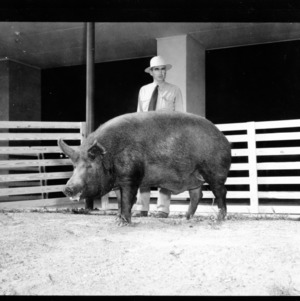 Elmer Daniel of Spring Hope and Tamworth Boar--Pictures of Tamworth hog for show, September 1953, State Fair Coliseum
