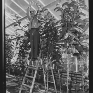 Tobacco plants in greenhouse, November 1953