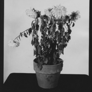 Chrysanthemum Root-Rot variety Bonnaffon, November 1953
