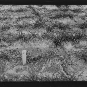Small grain date of seeding trial plots, February 1954