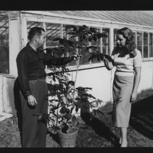 Coffee tree at horticulture green house, Miss "Penny" McCrory and Mr. Vann