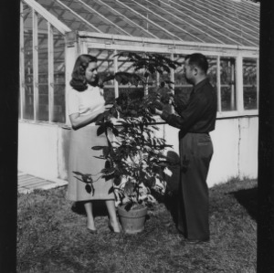 Coffee tree at horticulture green house, Miss "Penny" McCrory and Mr. Vann
